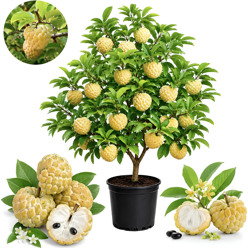 Green Sugar Apple Tree Live Plant, 2-3 Ft Tall in 3 Gallon Pot, Low Maintenance Tropical Fruit Tree for Backyard Orchard (No Ship to CA, HI, AK)