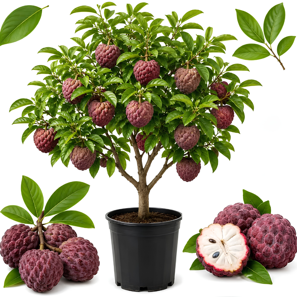 Green Sugar Apple Tree Live Plant, 2-3 Ft Tall in 3 Gallon Pot, Low Maintenance Tropical Fruit Tree for Backyard Orchard (No Ship to CA, HI, AK)