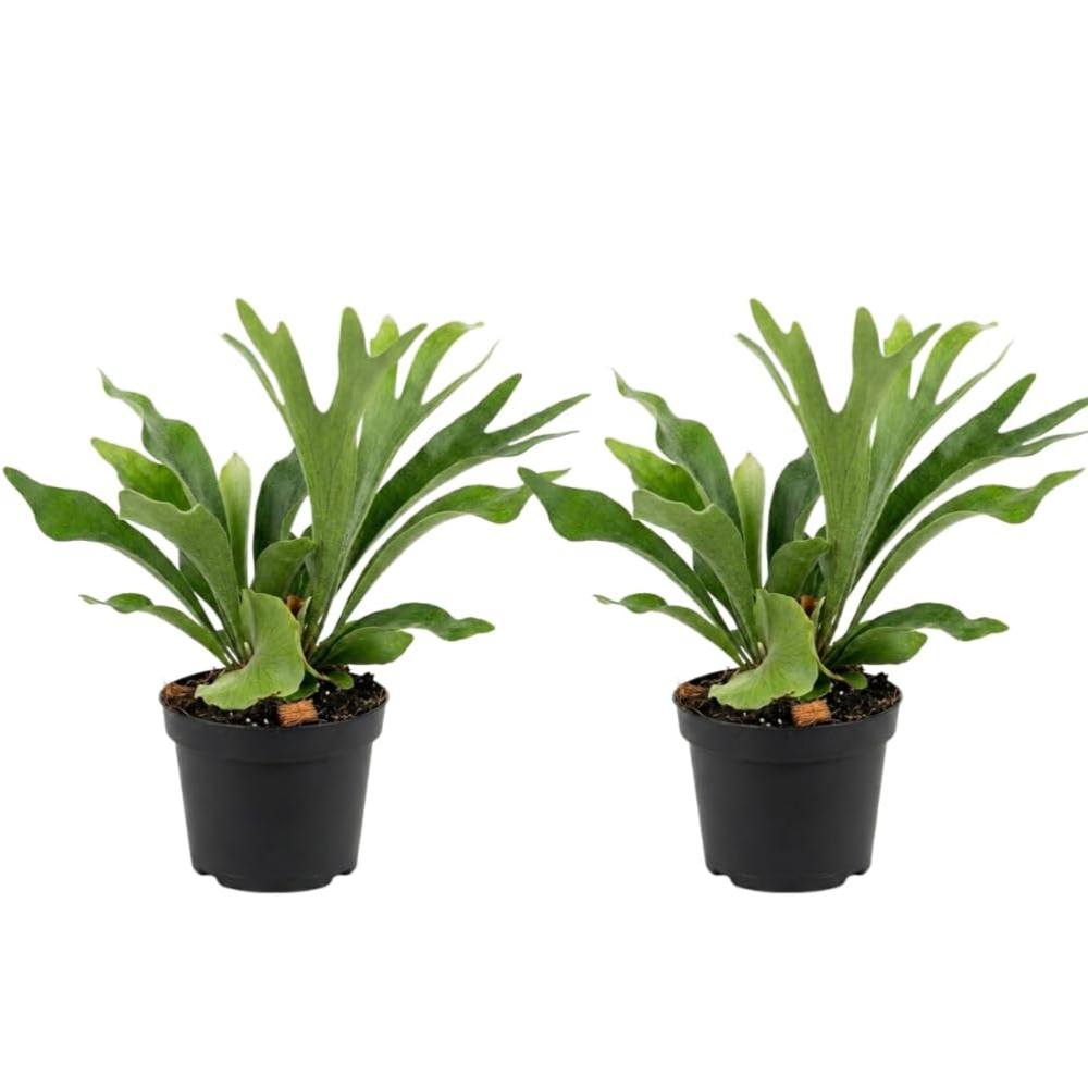 2 Staghorn Fern Live Plants, Stag Horn Fern Live Plant in 4 Inch Pot, Live Ferns Plants Indoor for Home Decor and Hanging Displays