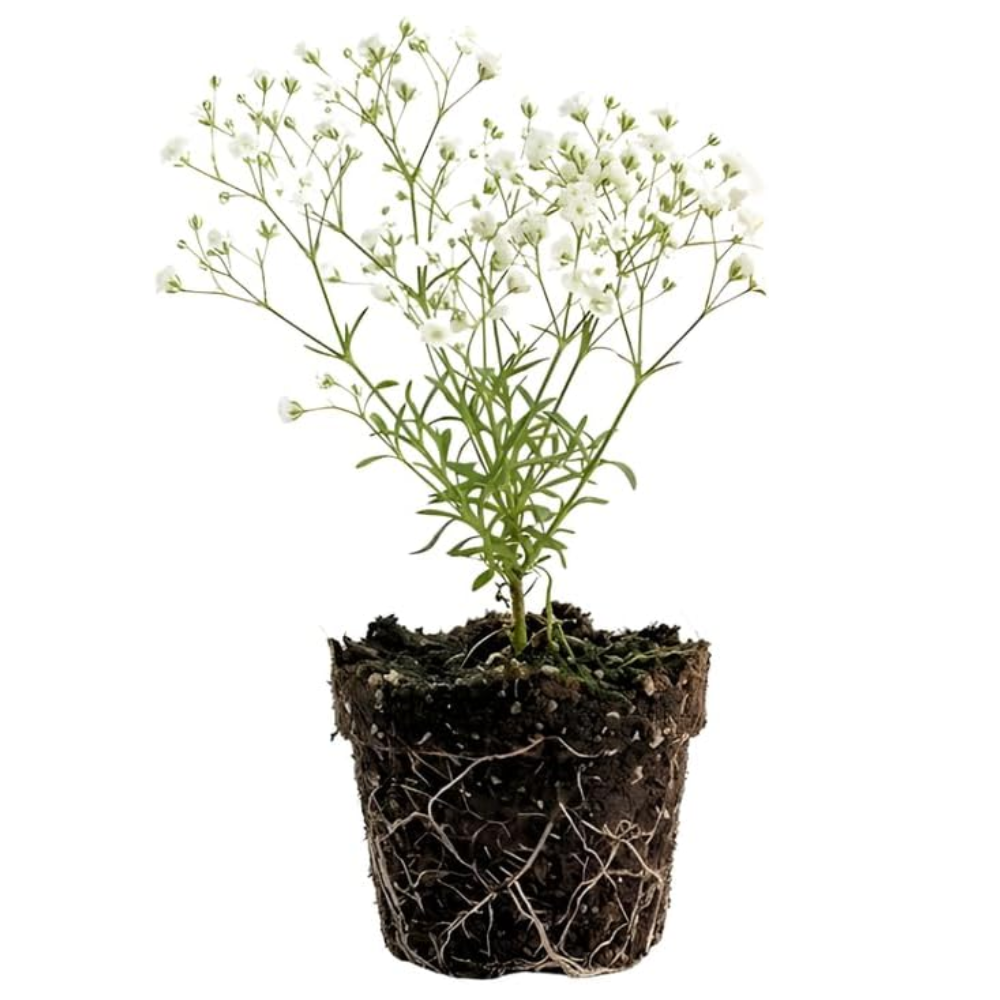 Baby's Breath Live Plant, 3-4 Inch Tall Bare Root Starter, White Flowering Perennial for Garden Borders