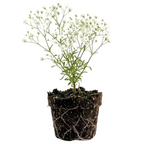 Baby's Breath Live Plant, 3-4 Inch Tall Bare Root Starter, White Flowering Perennial for Garden Borders