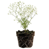 Baby's Breath Live Plant, 3-4 Inch Tall Bare Root Starter, White Flowering Perennial for Garden Borders