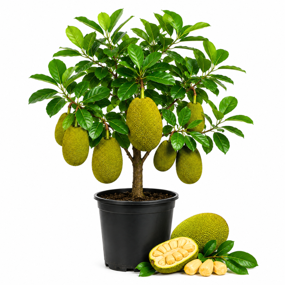 Jackfruit Tree Live Plant, 3 Gallon Pot, 3 Feet Tall, Potted Tropical Fruit Tree Starter for Backyard and Large Containers (No Ship to CA,HI,AK)