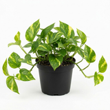 Golden Pothos Plant, 6 Inch Pot Size, Potted Green Ivy, Versatile Vine for Low Light Areas