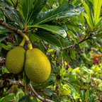Jackfruit Tree Live Plant, 3 Gallon Pot, 3 Feet Tall, Potted Tropical Fruit Tree Starter for Backyard and Large Containers (No Ship to CA,HI,AK)