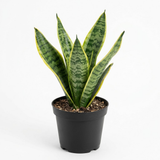 Snake Plant, 6 Inch Pot Size, Low Maintenance Tropical Plant, Dark Green Variegated Leaves for Bright or Dim Spaces