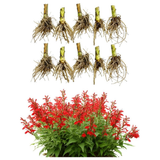 10 Red Cardinal Flower Live Roots, Lobelia Cardinalis, Hardy Perennial Flower, Ready to Plant for Outdoor Garden & Landscaping