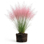Pink Muhly Grass Live Plant, 4-Inch Tall, Low Maintenance Muhly Grass, Fast Growing, Ornamental Grass for Garden Borders, Landscape Decor and Outdoor Planting