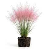 Pink Muhly Grass Live Plant, 4-Inch Tall, Low Maintenance Muhly Grass, Fast Growing, Ornamental Grass for Garden Borders, Landscape Decor and Outdoor Planting