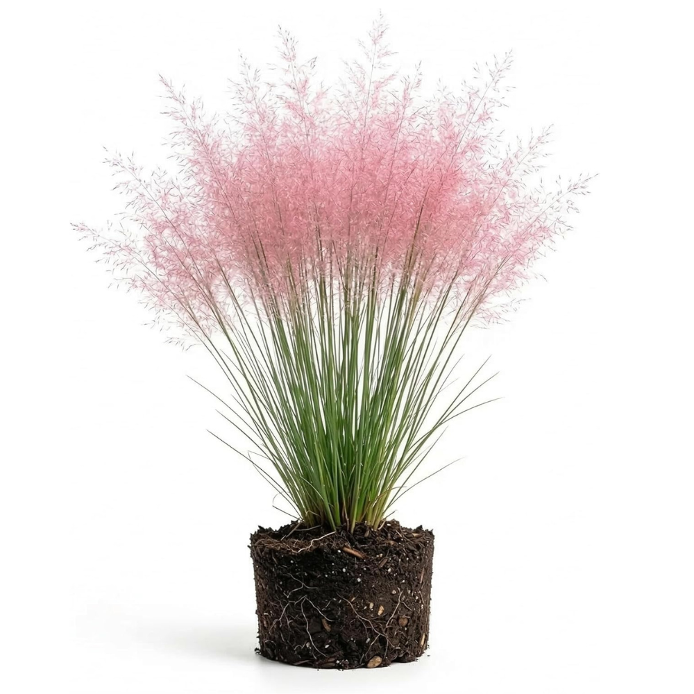 Pink Muhly Grass Live Plant, 4-Inch Tall, Low Maintenance Muhly Grass, Fast Growing, Ornamental Grass for Garden Borders, Landscape Decor and Outdoor Planting