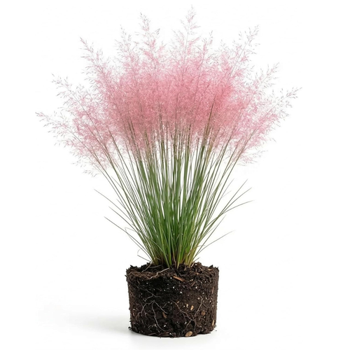 Pink Muhly Grass Live Plant, 4-Inch Tall, Low Maintenance Muhly Grass, Fast Growing, Ornamental Grass for Garden Borders, Landscape Decor and Outdoor Planting