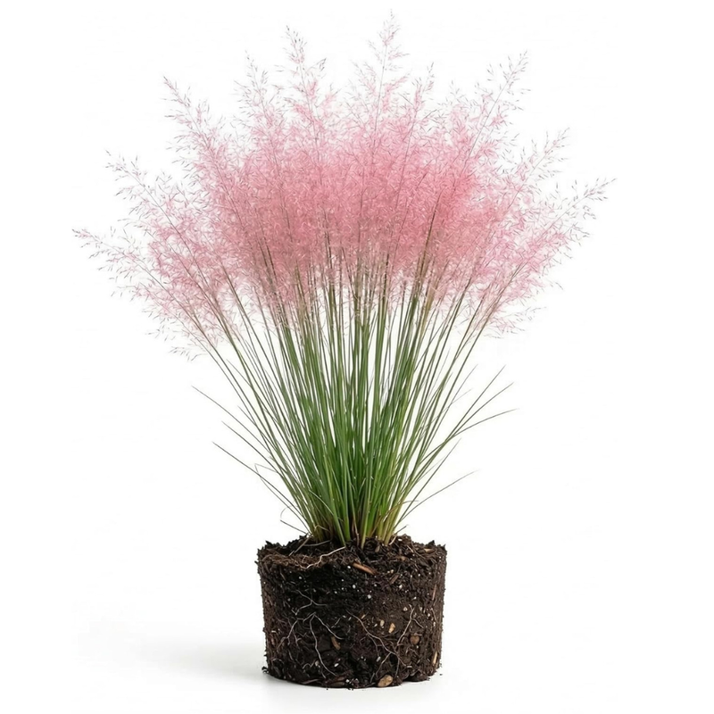 Pink Muhly Grass Live Plant, 4-Inch Tall, Low Maintenance Muhly Grass, Fast Growing, Ornamental Grass for Garden Borders, Landscape Decor and Outdoor Planting