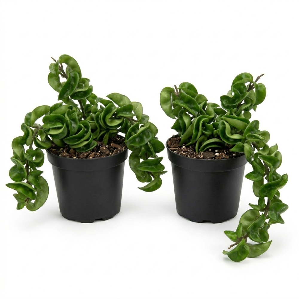 2 Hindu Rope Plant, 3 Inch Pot Size, Potted Indoor Succulent Vine, Low Maintenance Unique Foliage Plant for Bright Indirect Light