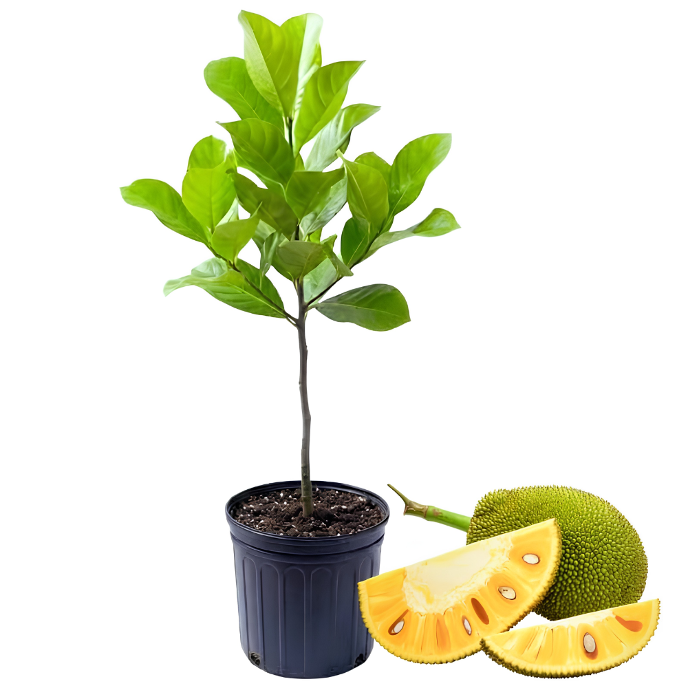(No Ship to CA,HI,AK) Jackfruit Tree Live Plant, 3 Gallon Pot, 3 Feet Tall, Potted Tropical Fruit Tree Starter for Backyard and Large Containers