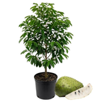 No Ship to CA, HI, AK, Soursop Live Plant, 24-30" Tall in 1 Gallon Pot, Exotic Guanabana Fruit Tree for Tropical Gardens and Patios