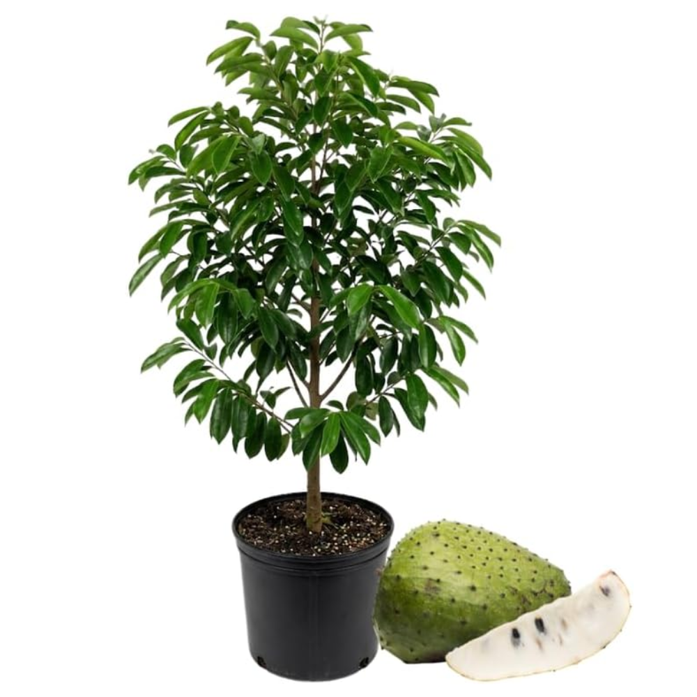 No Ship to CA, HI, AK, Soursop Live Plant, 24-30" Tall in 1 Gallon Pot, Exotic Guanabana Fruit Tree for Tropical Gardens and Patios