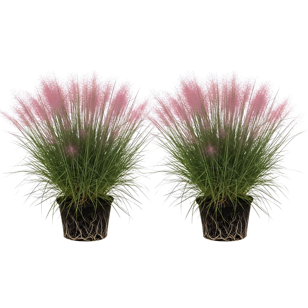2 Pink Muhly Grass Live Plants, 4-Inch Height, Easy to Grow, Low Maintenance, Decorative Grasses with Soft Pink Flower for Garden Borders & Landscape Accents