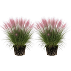 2 Pink Muhly Grass Live Plants, 4-Inch Height, Easy to Grow, Low Maintenance, Decorative Grasses with Soft Pink Flower for Garden Borders & Landscape Accents