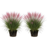 2 Pink Muhly Grass Live Plants, 4-Inch Height, Easy to Grow, Low Maintenance, Decorative Grasses with Soft Pink Flower for Garden Borders & Landscape Accents