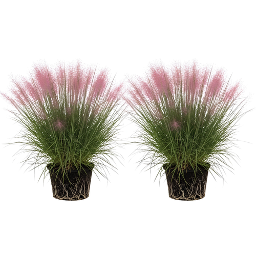 2 Pink Muhly Grass Live Plants, 4-Inch Height, Easy to Grow, Low Maintenance, Decorative Grasses with Soft Pink Flower for Garden Borders & Landscape Accents