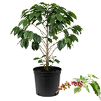 (No Ship to CA,HI,AK) Arabica Coffee Live Plant, 1-2 Feet Tall in 1 Gallon Pot, Glossy Evergreen Houseplant for Indoor Decor and Kitchen Gardens