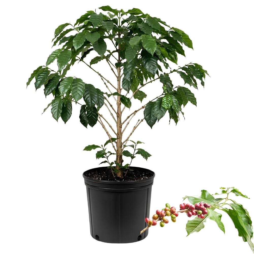 (No Ship to CA,HI,AK) Arabica Coffee Live Plant, 1-2 Feet Tall in 1 Gallon Pot, Glossy Evergreen Houseplant for Indoor Decor and Kitchen Gardens