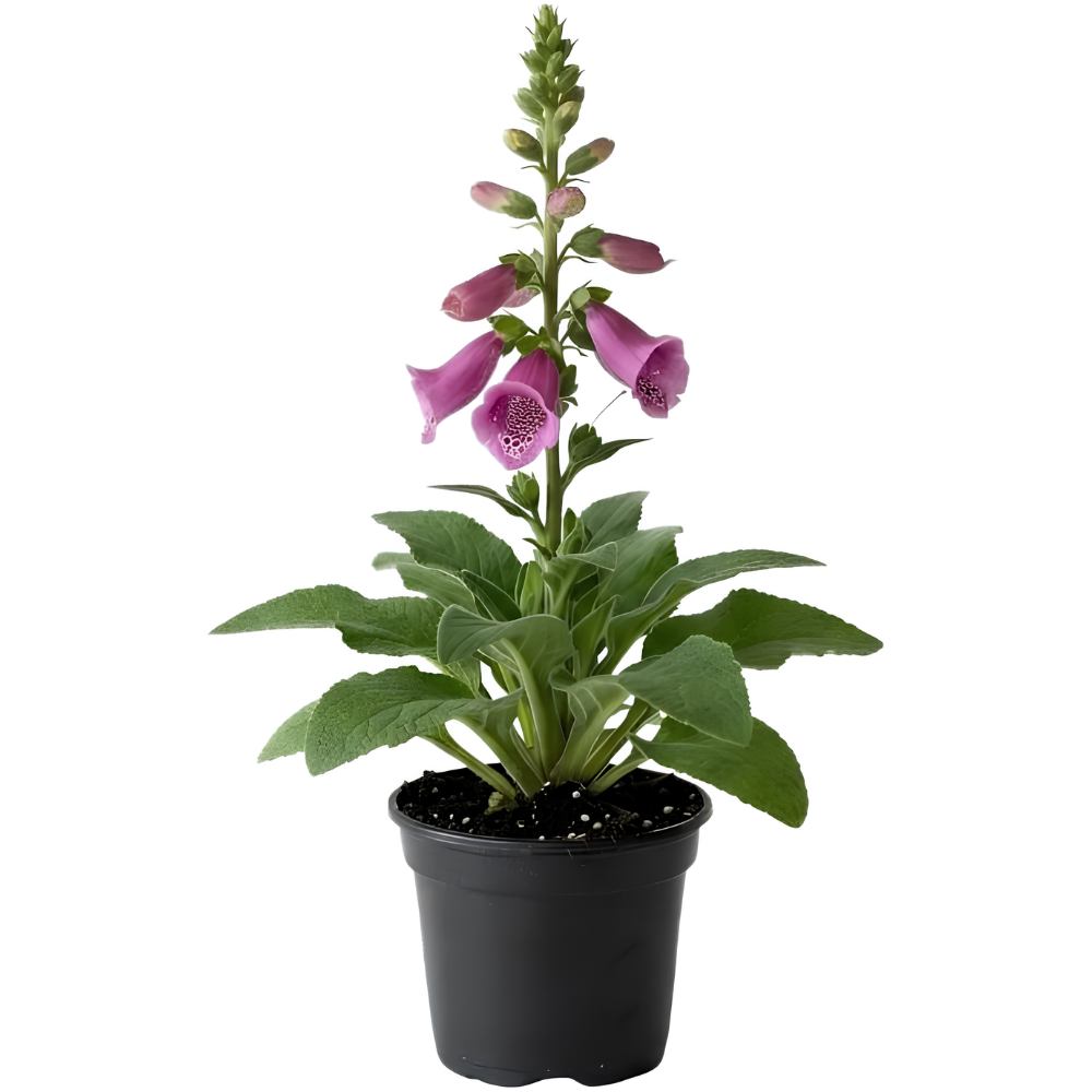 Live Foxglove Plant, 3" Potted Vertical Flowering Shrub, Established Root System Bloom, Low Maintenance Outdoor Garden Plant