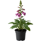 Live Foxglove Plant, 3" Potted Vertical Flowering Shrub, Established Root System Bloom, Low Maintenance Outdoor Garden Plant