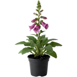Live Foxglove Plant, 3" Potted Vertical Flowering Shrub, Established Root System Bloom, Low Maintenance Outdoor Garden Plant