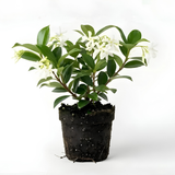 Confederate Jasmine Live Plant, 8 Inch Tall Starter, Fragrant White Flowering Vine for Trellises and Fences
