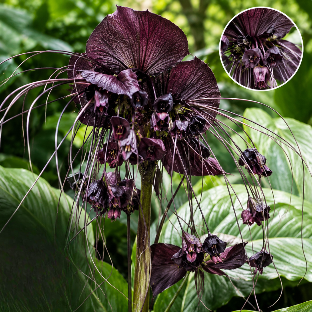 Black Bat Flower - Tacca Chantrieri 4 Inch Tall | Rare Flower Live Plant | Eye-Catching Indoor Decor & Suitable for Gifts for Plant Enthusiasts | Easy to Grow