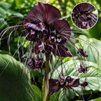 Black Bat Flower - Tacca Chantrieri 4 Inch Tall | Rare Flower Live Plant | Eye-Catching Indoor Decor & Suitable for Gifts for Plant Enthusiasts | Easy to Grow