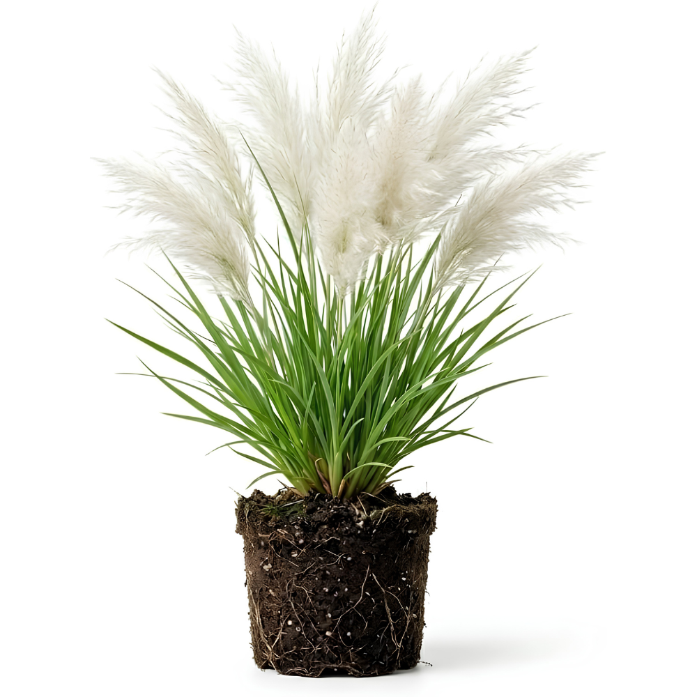 White Pampas Grass Plants, Live Pampas Perennial Grasses, 4 Inch Tall Starter, Ornamental Grass for Outdoor Garden Landscaping