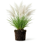 White Pampas Grass Plants, Live Pampas Perennial Grasses, 4 Inch Tall Starter, Ornamental Grass for Outdoor Garden Landscaping