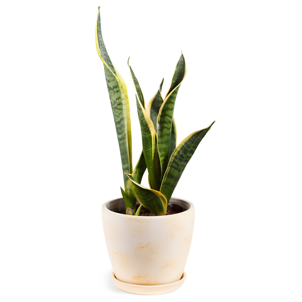 Snake Plant, 6 Inch Pot Size, Low Maintenance Tropical Plant, Dark Green Variegated Leaves for Bright or Dim Spaces