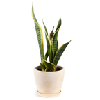 Snake Plant, 6 Inch Pot Size, Low Maintenance Tropical Plant, Dark Green Variegated Leaves for Bright or Dim Spaces