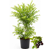 Jabuticaba Fruit Tree for Planting | Jaboticaba Live Tree | 2.5–3 Ft Potted Tropical Fruit Tree | Sweet Edible Berries for Home Gardens Patios & Containers (No Ship to CA,HI,AK)