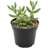 Pickle Plant, Delosperma Echinatum Live Succulent in 4 Inch Pot, Rare Live Succulent Cactus Plants for Desk Decor and Small Spaces