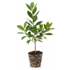 Bay Leaf Tree Live Plant | Laurus Nobilis Sweet Bay Tree | Bay Laurel Plant - 6 to 10 Inch Tall Starter Plant for Home & Garden, Well-Rooted