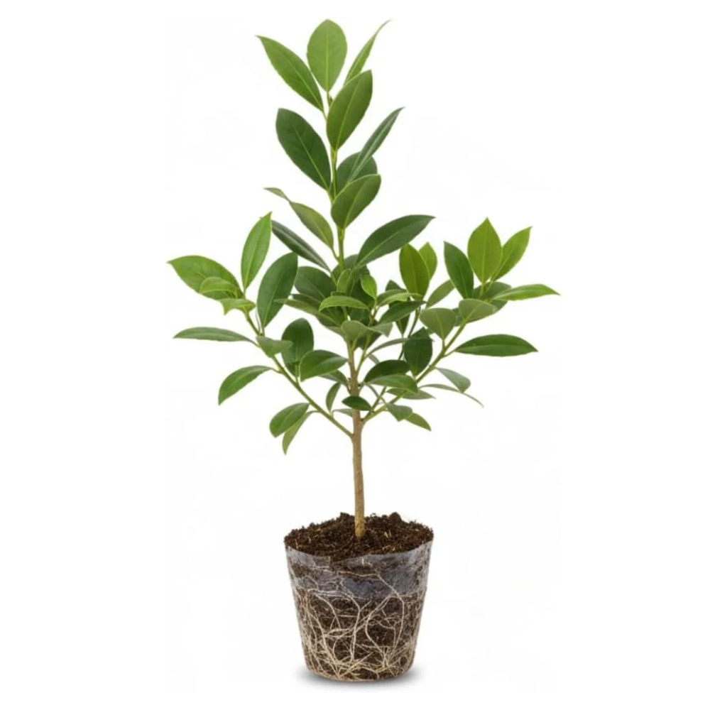 Bay Leaf Tree Live Plant | Laurus Nobilis Sweet Bay Tree | Bay Laurel Plant - 6 to 10 Inch Tall Starter Plant for Home & Garden, Well-Rooted