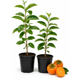 2 Persimmon Tree Live Plants in Quart Pot | Cold-Hardy North American Native Fruit Tree | Ready to Plant Tree for Backyard and Landscape
