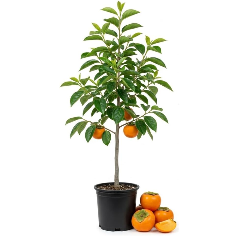 Persimmon Live Plant in 4-Inch Pot | Cold-Hardy North American Native Fruit Tree | Ready to Plant Tree for Backyard and Landscape