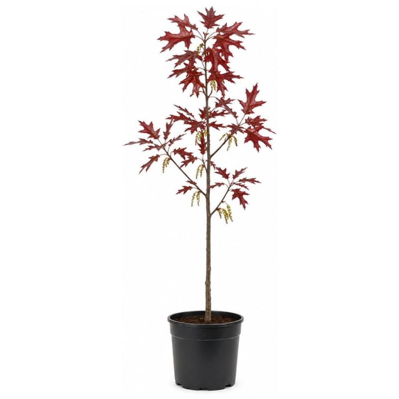 Pin Oak Tree Live Plant, Quercus Alba in Quart Pot, 12-18 Inch Tall Seedling, Fast Growing Deciduous Shade Tree, Cold-Hardy Red Fall Foliage