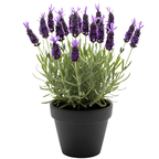 Spanish Lavender Flower Plant, Live Lavender Plants for Inside and Home Décor, 3-Inch Potted, Aromatic Purple Flowering Shrub