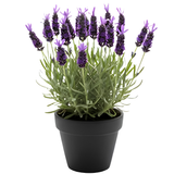 Spanish Lavender Flower Plant, Live Lavender Plants for Inside and Home Décor, 3-Inch Potted, Aromatic Purple Flowering Shrub