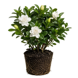 Frostproof Gardenia Jasminoides Plant, 4-5" Tall, High-Vigor Cold-Hardy Evergreen for Home Landscapes, Fragrant White Blossoms for Sun or Shade