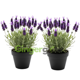 2 Spanish Lavender Plant Live Outdoor, 3" Potted, Drought Tolerant Evergreen Perennial, Established Root System Bloom, Low Maintenance Garden Plant