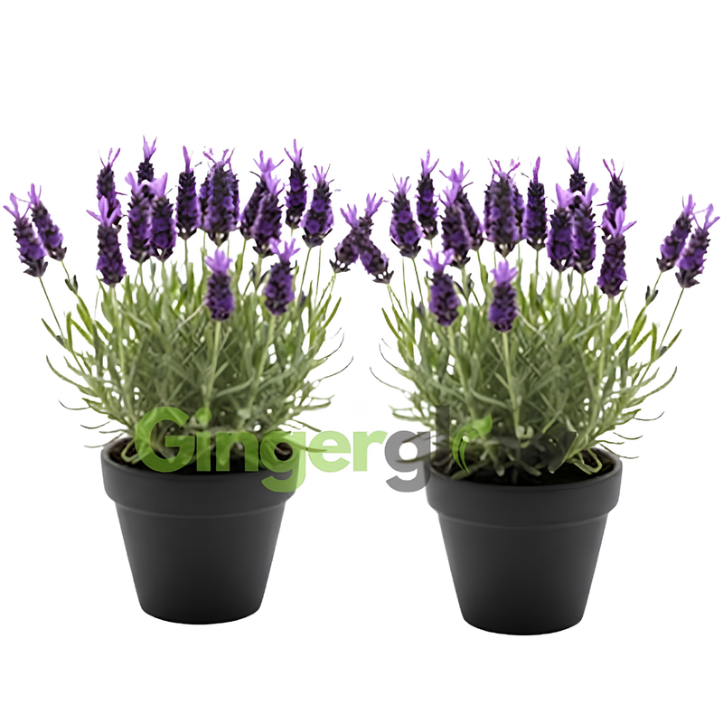 2 Spanish Lavender Plant Live Outdoor, 3" Potted, Drought Tolerant Evergreen Perennial, Established Root System Bloom, Low Maintenance Garden Plant