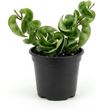 Hoya Hindu Rope Plant Live, 4 Inch Pot, Potted Crinkle Leaf Wax Plant, Unique Curly Indoor Vine for Home and Office Décor