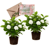 2 Jasmine Plant Live - Grand Duke Jasmine | 4–5 Inch Tall | Jasmine Plant Indoor Live with White Blooms | Easy-Care Jasmin Plant for Home Decoration | Ideal for Living Spaces & Plant Collections